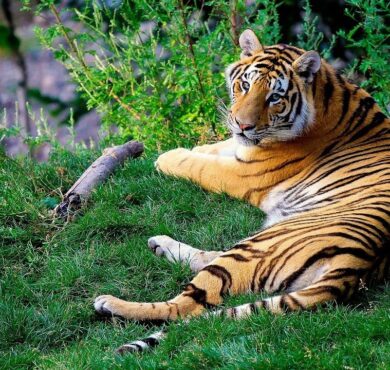 bengal-tiger-1149535_1280