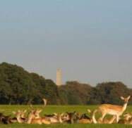 Phoenix park