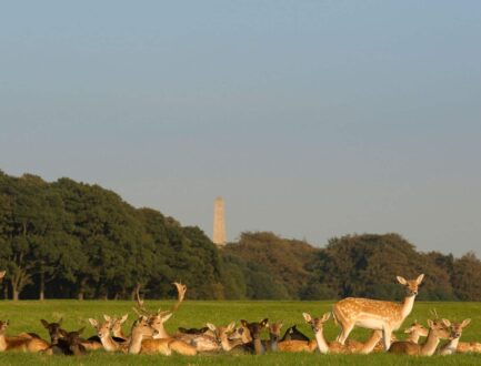 phoenix-park